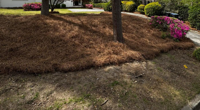 Pine straw bedding around mature trees